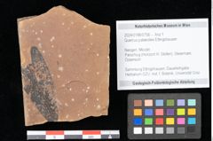 Foto (Objekt + Etikett) von Quercus palaeoilex Ettingshausen (NHMW-GEO-2024-0188-0758)